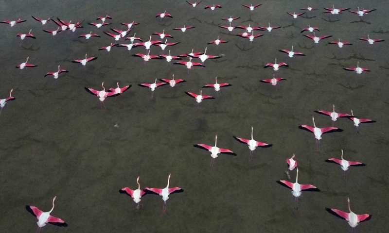 Flamingos are seen on Salt Lake in Ankara, Türkiye, Feb. 26, 2023.(Photo: Xinhua)