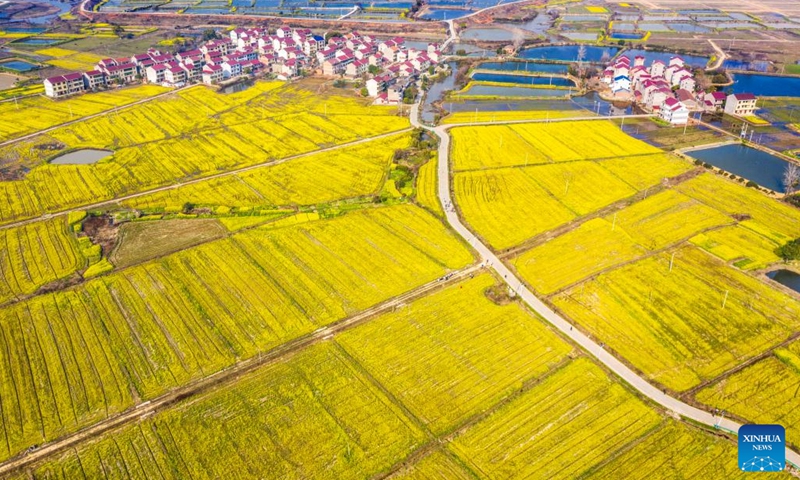 Cole flower fields are seen in Guanhu Village, Zhangshu City of east China's Jiangxi Province, Feb. 21, 2023.(Photo: Xinhua)