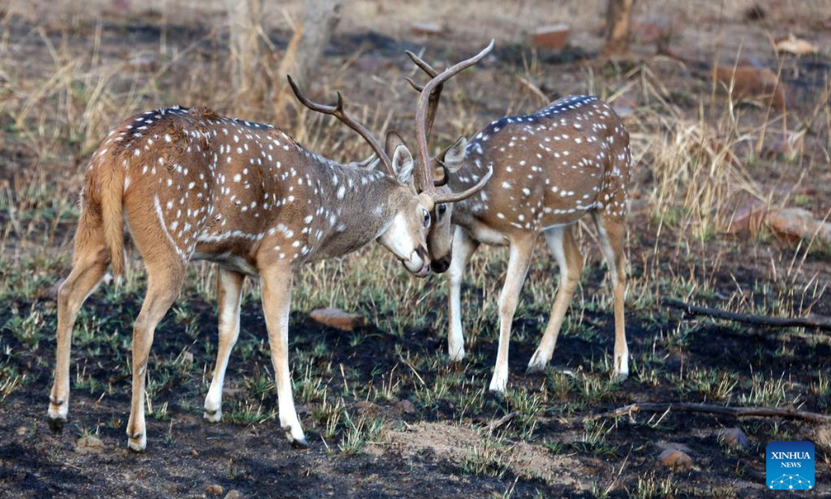 This photo taken on Feb 23, 2023 shows deer at Panna National Park in Panna district of India's Madhya Pradesh state.Photo:Xinhua