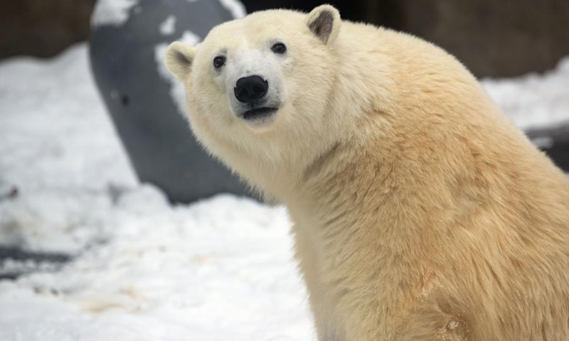 Paralyzed polar bear Dikson is seen in Moscow Zoo in Moscow, Russia, Feb. 25, 2023.(Photo: Xinhua)