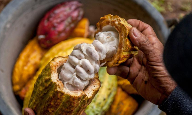 A farmer displays cocoa beans at a cocoa plantation in the chocolate-producing village of Nglanggeran, Gunung Kidul district, Yogyakarta, Indonesia, Feb. 25, 2023. (Photo by Agung Supriyanto/Xinhua)