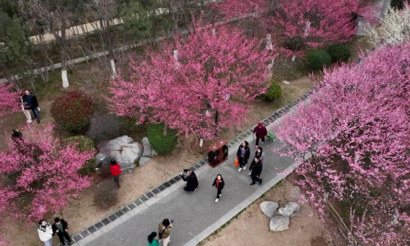 This aerial photo taken on Feb. 25, 2023 shows people enjoying flowers in Xiangyang, central China's Hubei Province. (Photo by Yang Dong/Xinhua)