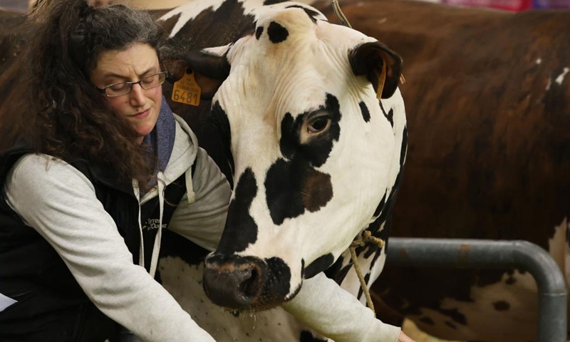 A staff member feeds a cow during the 59th International Agriculture Fair at the Porte de Versailles exhibition center in Paris, France, Feb. 27, 2023. The fair will last until March 5.(Photo: Xinhua)