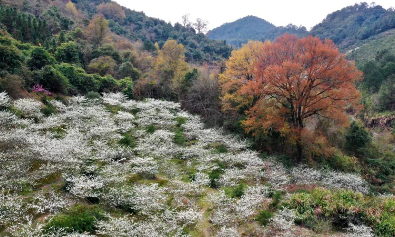 This aerial photo taken on Feb. 24, 2023 shows plum blossoms at Daxi Village of Yongtai County, southeast China's Fujian Province.

Ancient villages in Yongtai County have been attracting many tourists as plum trees are in blossom in early spring. (Xinhua/Jiang Kehong)