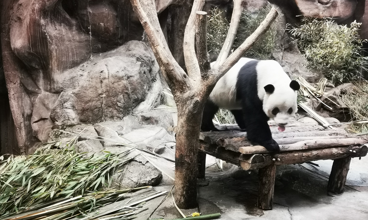 giant pandas in the wild