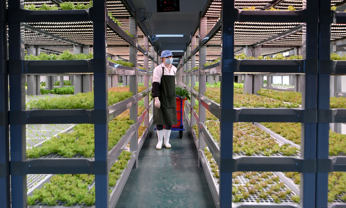 A staffer works at an organic vegetable factory in Yongchun County, East China's Fujian Province on February 28, 2023. China has drawn up a roadmap for advancing rural revitalization across the board, and for moving faster in building up its agricultural strength. Photo: cnsphoto