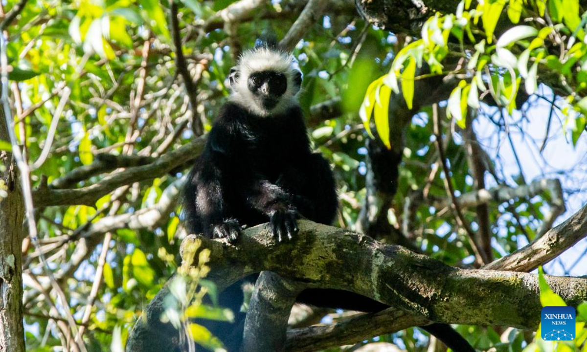 This photo taken on Feb 27, 2023 shows a Laotian langur at the Rock Viewpoint in Khounkham District, Khammouane Province, Laos. The Rock Viewpoint is one of the top attractions in the Khammouane Province of Laos. Photo:Xinhua