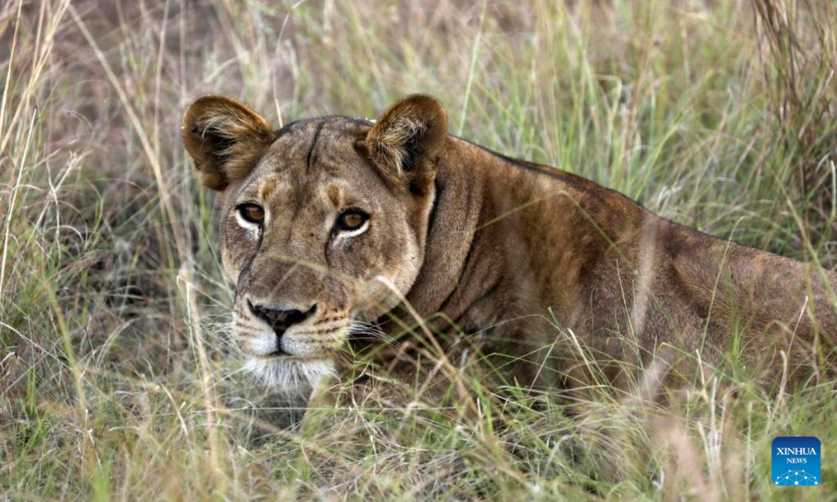 A lion rests at Queen Elizabeth National Park in Kasese, Western Uganda, March 2, 2023. Photo:Xinhua