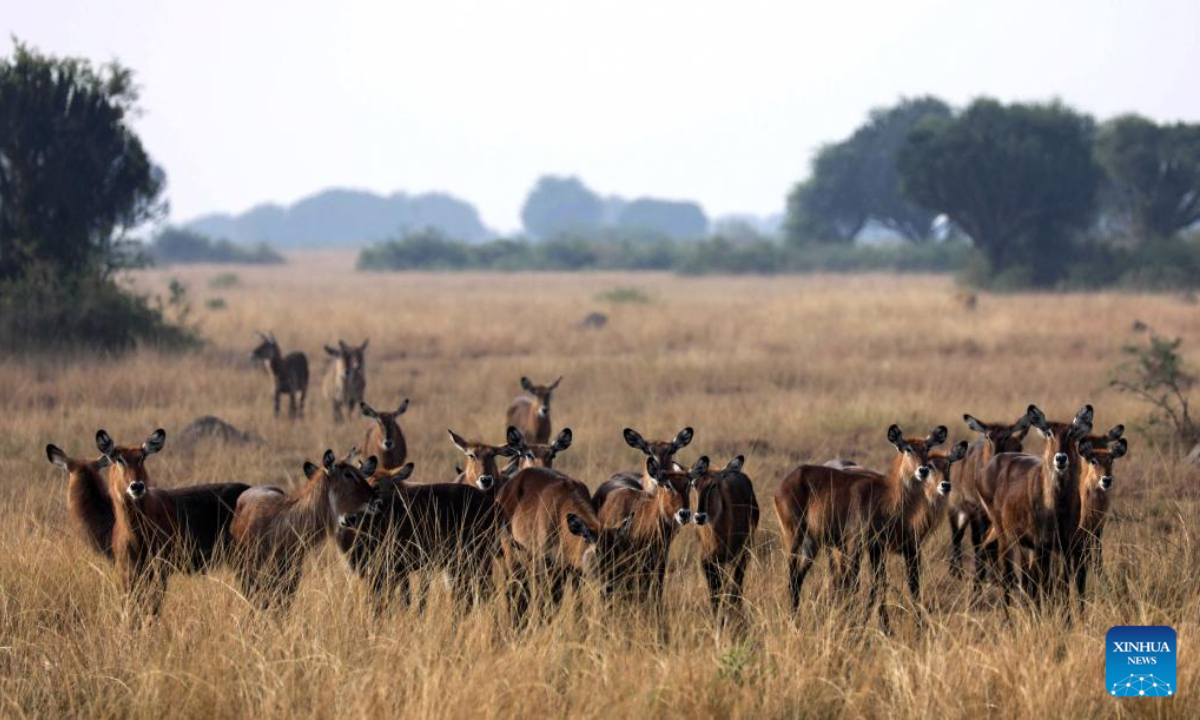 A herd of waterbucks are seen at Queen Elizabeth National Park in Kasese, Western Uganda, March 2, 2023. Photo:Xinhua