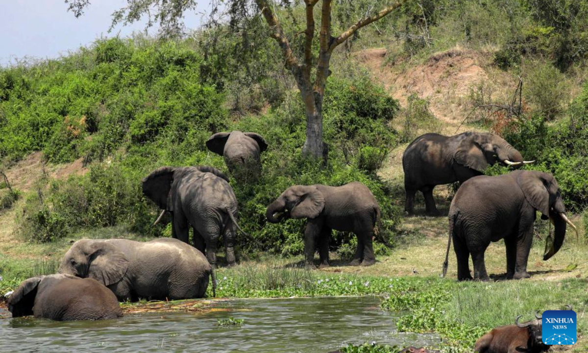 Elephants are seen at Queen Elizabeth National Park in Kasese, Western Uganda, March 2, 2023. Photo:Xinhua