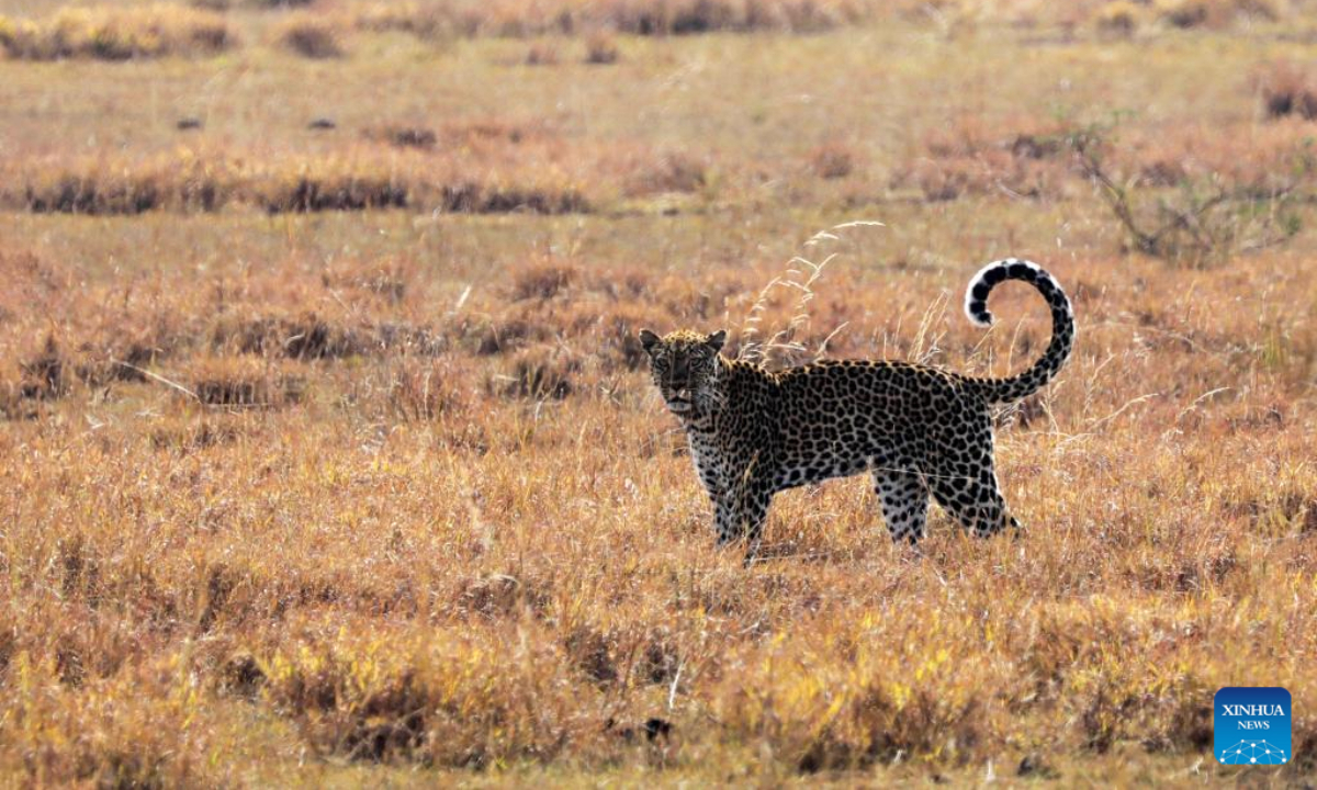 A leopard is seen at Queen Elizabeth National Park in Kasese, Western Uganda, March 2, 2023. Photo:Xinhua