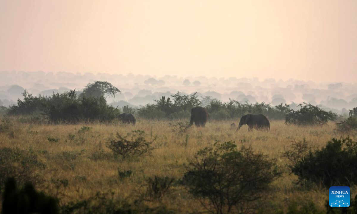 Elephants are seen at Queen Elizabeth National Park in Kasese, Western Uganda, March 2, 2023. Photo:Xinhua