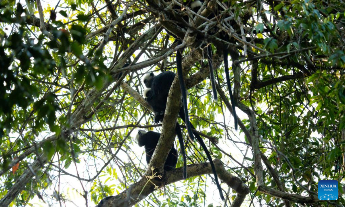 This photo taken on Feb 26, 2023 shows Laotian langurs at the Rock Viewpoint in Khounkham District, Khammouane Province, Laos. The Rock Viewpoint is one of the top attractions in the Khammouane Province of Laos. Photo:Xinhua