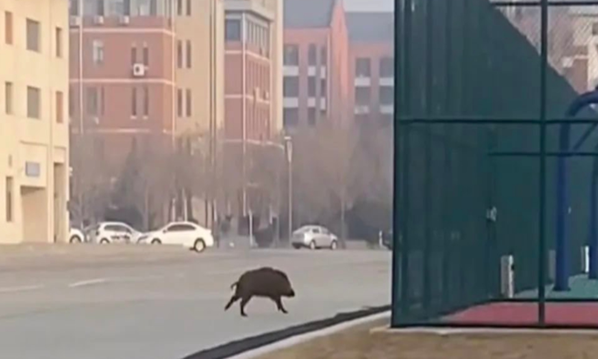 Wild boars placed under arrest after eating students' takeaways at a university in Shenyang. Photo:web