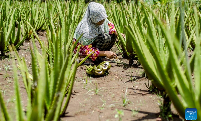 A farmer harvests aloe vera in Katongan village of Gunung Kidul district, Yogyakarta, Indonesia, March 6, 2023.(Photo: Xinhua)