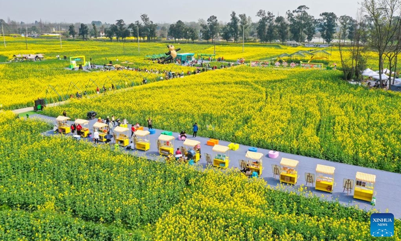 This aerial photo taken on March 5, 2023 shows tourists visiting a cole flower field in Daoming Town of Chongzhou, southwest China's Sichuan Province.(Photo: Xinhua)