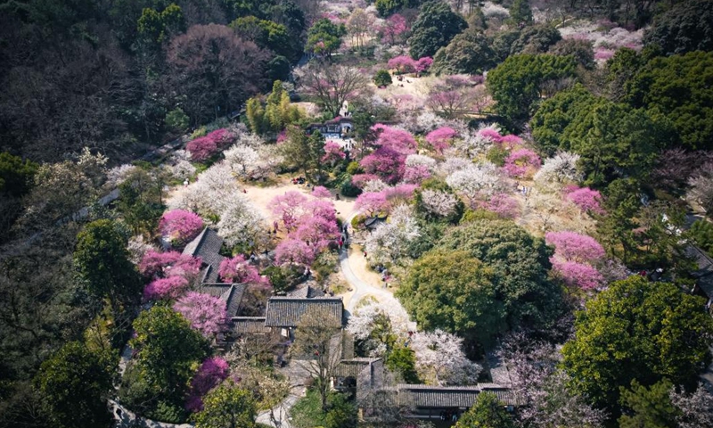 This aerial photo taken on Feb. 28, 2023 shows plum blossoms blooming at Hangzhou Botanical Garden in Hangzhou, east China's Zhejiang Province.(Photo: Xinhua)