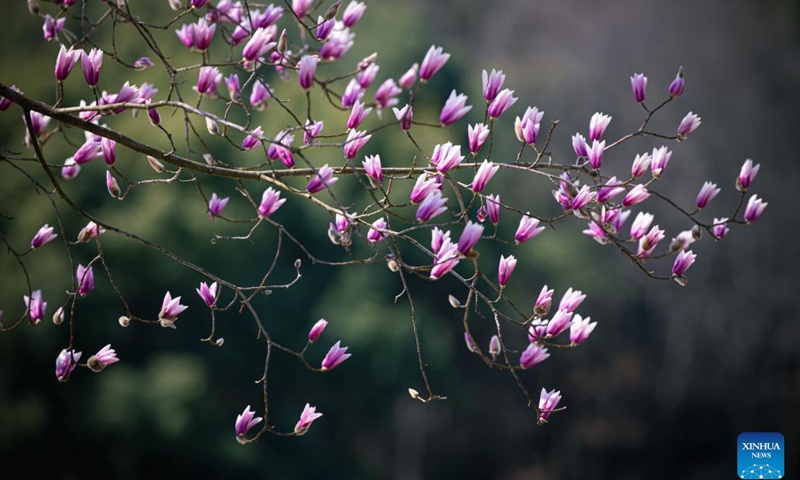 This photo taken on Feb. 28, 2023 shows magnolia blossoms blooming at Hangzhou Botanical Garden in Hangzhou, east China's Zhejiang Province.(Photo: Xinhua)