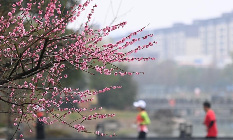 Joggers run past plum blossoms at Renhu Park in Fenghua District of Ningbo, east China's Zhejiang Province, March 1, 2023.(Photo: Xinhua)