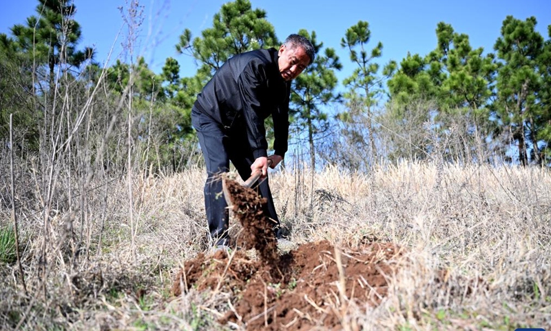 Zhang Wei checks the growth of trees on Luchong Mountain in Zhuding Town, Wuhe County, east China's Anhui Province, March 10, 2023. Zhang Wei, 57, is a senior technician and head of Zhuding forestry station under the natural resources and planning bureau of Wuhe.(Xinhua/Huang Bohan)