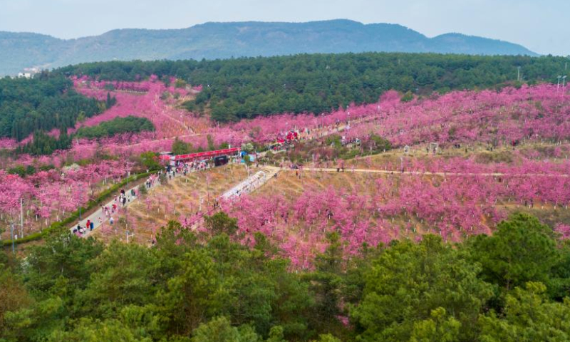 This aerial photo taken on March 5, 2023 shows a scenic area which features over 400 mu (about 26.7 hectares) of cherry blossoms in Malong District of Qujing City, southwest China's Yunnan Province. (Xinhua/Chen Xinbo)