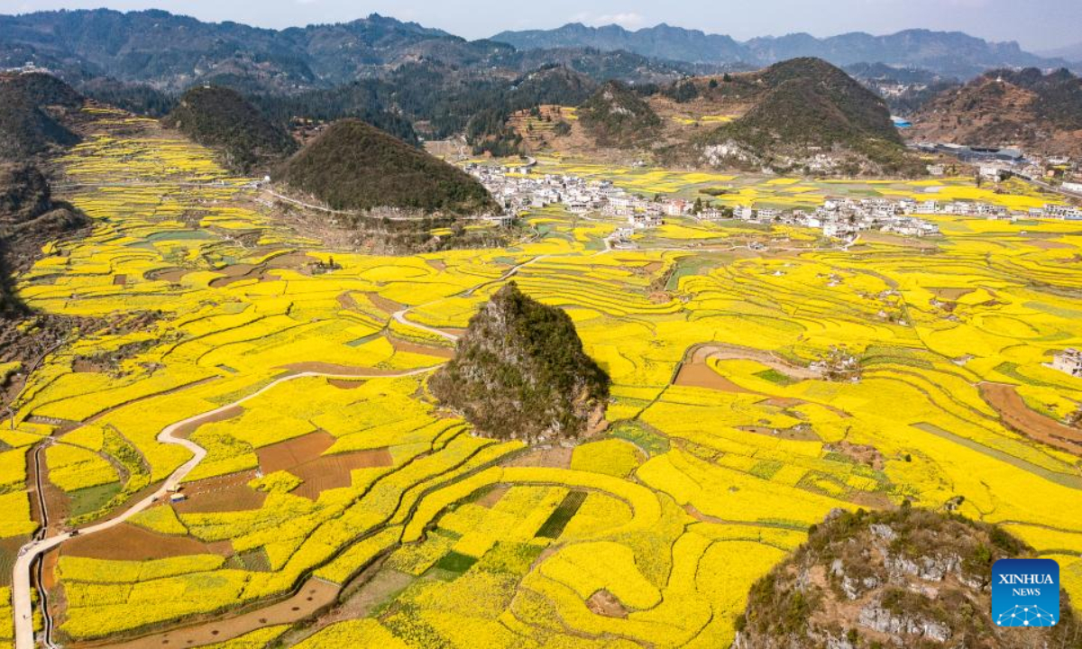 This aerial photo taken on March 9, 2023 shows cole flower fields in Wayao Village of Mugang Town, Liuzhi Special District, Liupanshui, southwest China's Guizhou Province. Photo:Xinhua