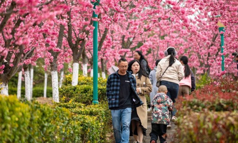 Tourists visit a scenic area which features over 400 mu (about 26.7 hectares) of cherry blossoms in Malong District of Qujing City, southwest China's Yunnan Province, March 5, 2023. (Xinhua/Chen Xinbo)