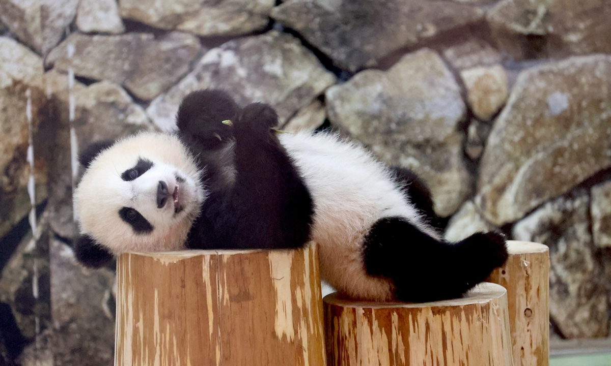 Most adorable ambassadors: Giant pandas sent from China enjoy life ...