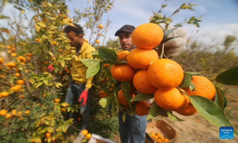 A Palestinian displays clementine fruits at a farm in the southern Gaza Strip city of Khan Younis, on March 7, 2023. (Photo:Xinhua)