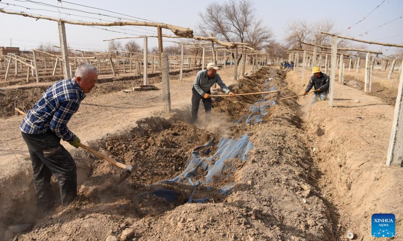 Farmers dig out grape vines in Putao Town of Turpan, northwest China's Xinjiang Uygur Autonomous Region, March 8, 2023. Every winter, farmers here bury grape vines underground to keep them warm during the cold weather and dig them out and put them on trellises in the springtime. More farming machines have been put into use, which not only saves labor costs, but also greatly increases efficiency.(Photo: Xinhua)