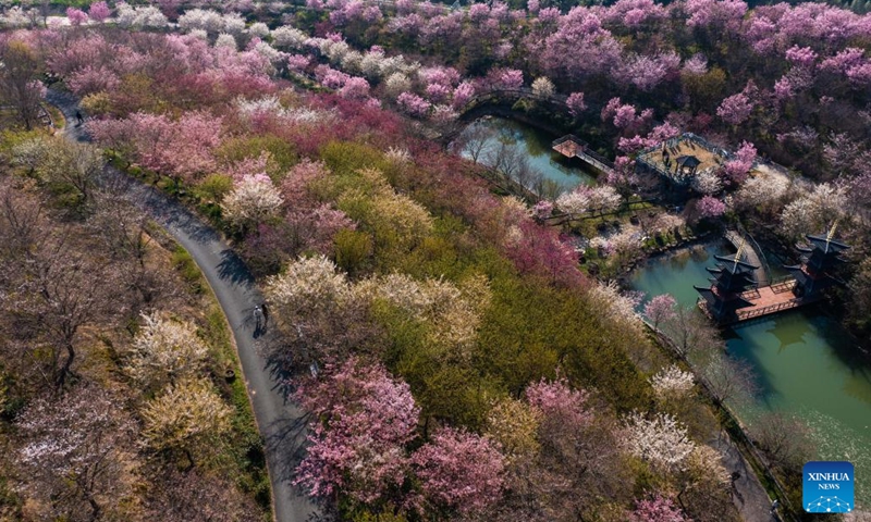 This aerial photo taken on March 13, 2023 shows cherry blossoms in Tangbu Village of Yuhang District in Hangzhou, east China's Zhejiang Province. The cherry blossoms in full bloom attracted many tourists.(Photo: Xinhua)