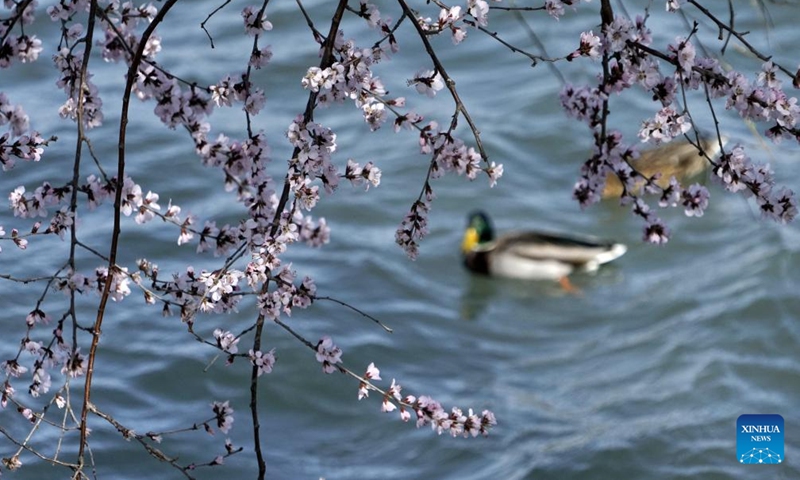 Blooming peach blossoms are seen at the Summer Palace in Beijing, capital of China, March 12, 2023. (Xinhua/Li Xin)