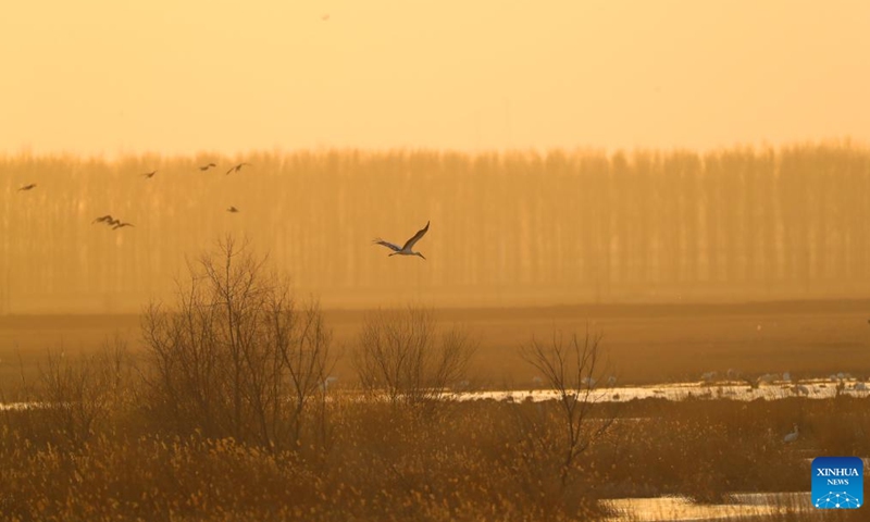 This photo taken on March 15, 2023 shows migrant birds at Huanzidong wetland in Faku County, northeast China's Liaoning Province.(Photo: Xinhua)