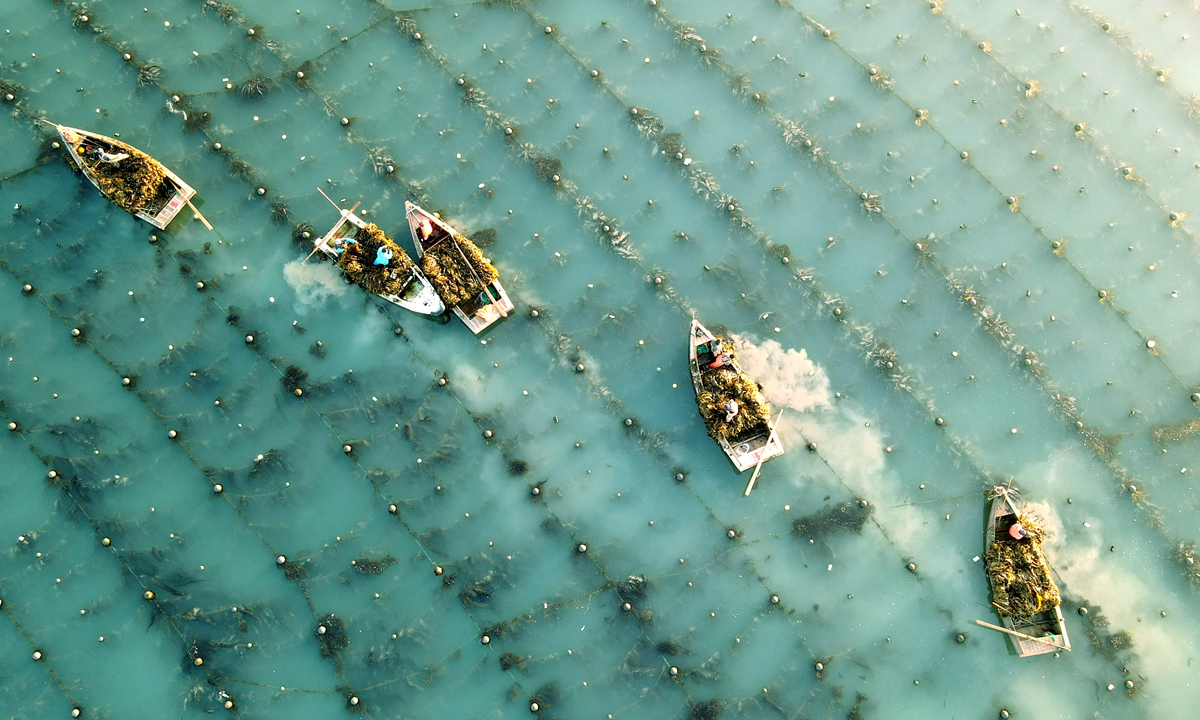 Farmers sail to harvest kelp at a marine farm in Rongcheng, East China's Shandong Province, on March 19, 2023. Rongcheng has over 500,000 mu (33,333 hectares) of organic marine farms, with an annual output of aquatic products of more than 1.2 million tons. Photo: IC