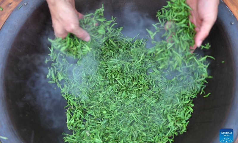 A tea maker stir-fries tea leaves in Tashan Town of Changning, central China's Hunan Province, March 20, 2023. Tea farmers in Tashan are busy picking and processing tea leaves in harvest season. The local economy is boosted as tea planting industry in Tashan is integrated with tourism.(Photo: Xinhua)