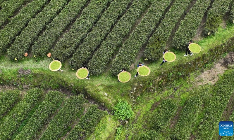 This aerial photo taken on March 20, 2023 shows farmers picking tea leaves in Tashan Town of Changning, central China's Hunan Province. Tea farmers in Tashan are busy picking and processing tea leaves in harvest season. The local economy is boosted as tea planting industry in Tashan is integrated with tourism.(Photo: Xinhua)