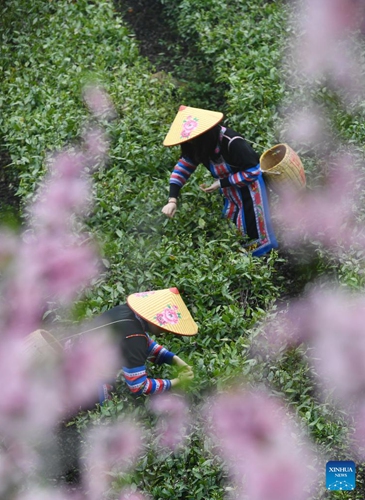 Villagers pick tea leaves in Tashan Town of Changning, central China's Hunan Province, March 20, 2023. Tea farmers in Tashan are busy picking and processing tea leaves in harvest season. The local economy is boosted as tea planting industry in Tashan is integrated with tourism.(Photo: Xinhua)