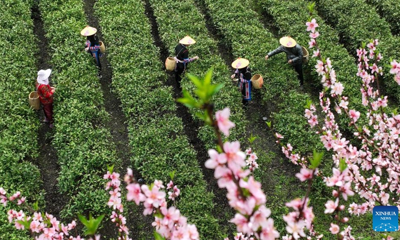 This aerial photo taken on March 20, 2023 shows farmers picking tea leaves in Tashan Town of Changning, central China's Hunan Province. Tea farmers in Tashan are busy picking and processing tea leaves in harvest season. The local economy is boosted as tea planting industry in Tashan is integrated with tourism.(Photo: Xinhua)