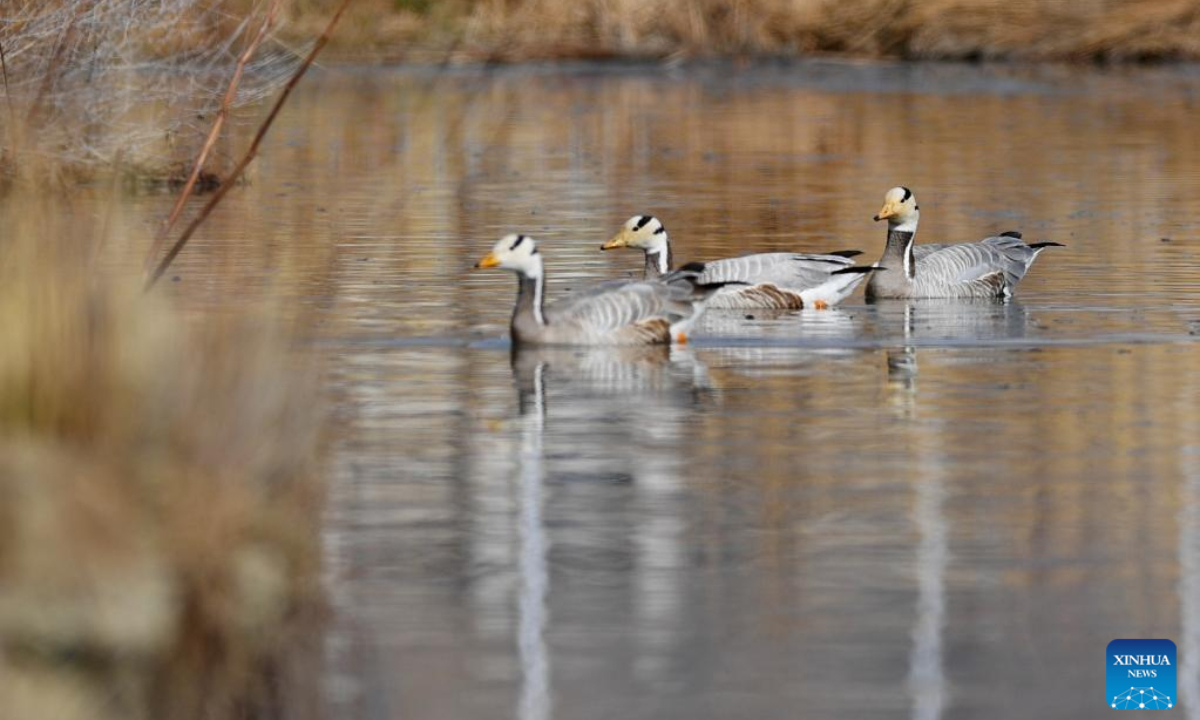 Bar-headed geese swim at the Lhalu wetland in Lhasa, southwest China's Tibet Autonomous Region, March 30, 2023. Photo:Xinhua