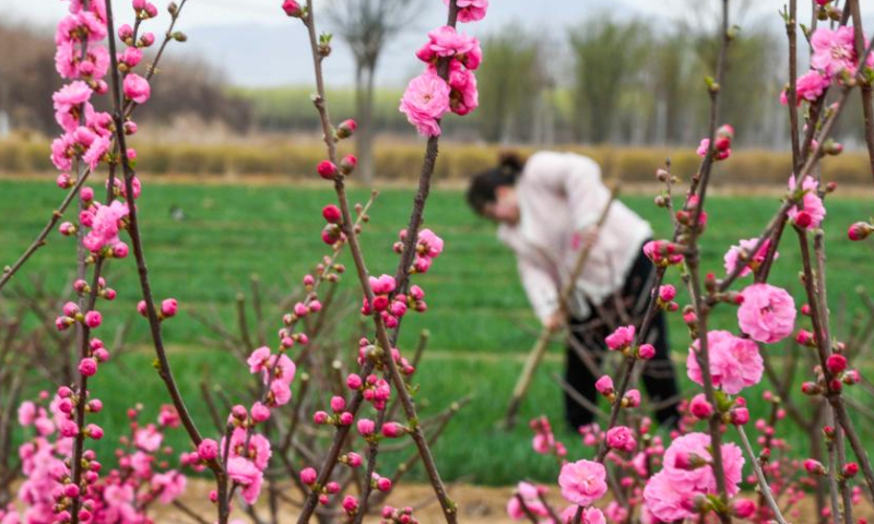 A farmer works in a wheat field at Xiweidian Village of Xindianzi Township, Zunhua City, north China's Hebei Province, April 4, 2023. Around the time of Qingming Festival which falls on April 5 this year, farmers across the country are busy with farm work.(Xinhua/Liu Mancang)