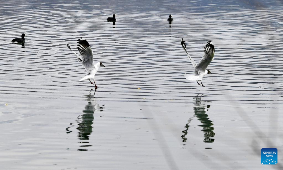 Brown-headed gulls are seen at the Lhalu wetland in Lhasa, southwest China's Tibet Autonomous Region, March 30, 2023. Photo:Xinhua