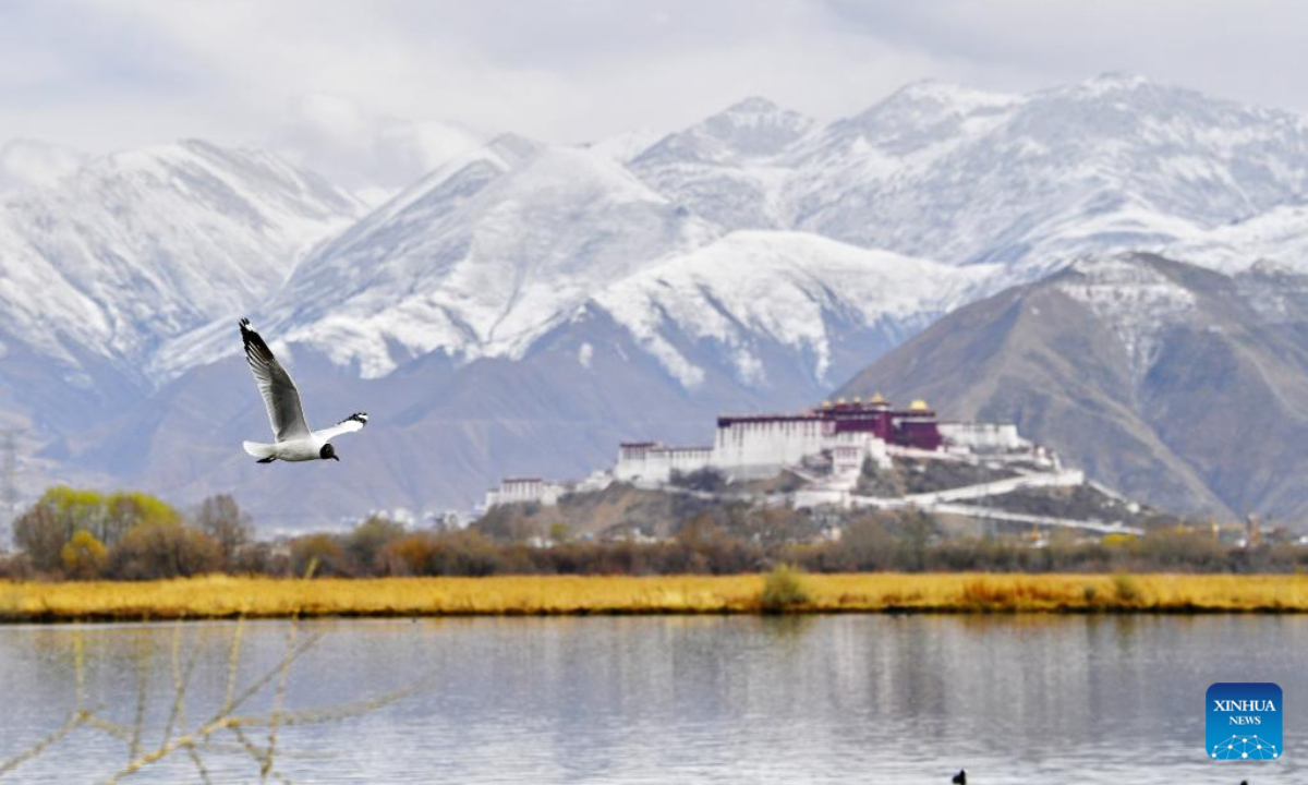 A brown-headed gull flies over the Lhalu wetland in Lhasa, southwest China's Tibet Autonomous Region, March 30, 2023. Photo:Xinhua