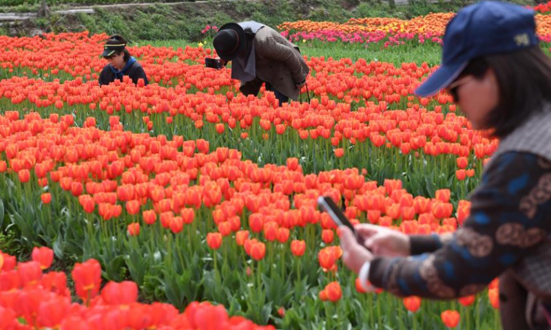 This photo shows tourists taking photos of tulips in Wujiang Village of Hangping Town in Pujiang County, Jinhua, east China's Zhejiang Province, March 28, 2023. Recently, 100 mu (about 6.67 hectares) of tulips in full bloom have attracted many sightseers. Developed by people who returned to their hometown to start businesses, this idle land was transformed into tulip fields and open for visitors for free. Order services for fresh flowers are also available to boost local farmers' income. (Xinhua/Weng Xinyang)