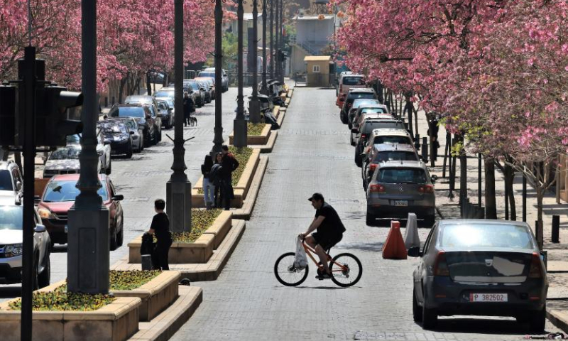 A man rides past blossoming Tabebuia rosea trees along a street in downtown Beirut, Lebanon, March 26, 2023. (Xinhua/Liu Zongya)