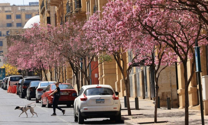 A woman walks her dog under blossoming Tabebuia rosea trees along a street in downtown Beirut, Lebanon, March 26, 2023. (Xinhua/Liu Zongya)