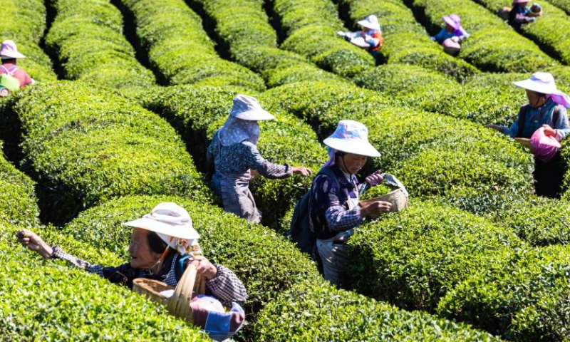 Growers pick tea leaves at a tea garden in Xixiu District of Anshun City, southwest China's Guizhou Province, April 4, 2023. Around the time of Qingming Festival which falls on April 5 this year, farmers across the country are busy with farm work.(Xinhua/Chen Xi)