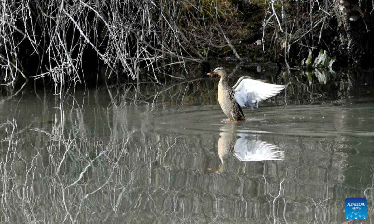 A wild duck is seen at the Lhalu wetland in Lhasa, southwest China's Tibet Autonomous Region, March 30, 2023. Photo:Xinhua