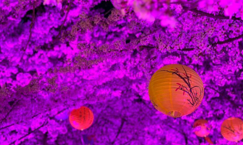 People are enchanted by cherry blossoms with colorful lights at night in Yantai, east China's Shandong Province, April 3, 2023. (Photo: China News Service/Qu Yuzhi)