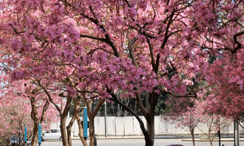 This photo taken on March 26, 2023 shows blossoming Tabebuia rosea trees along a street in downtown Beirut, Lebanon. (Xinhua/Liu Zongya)