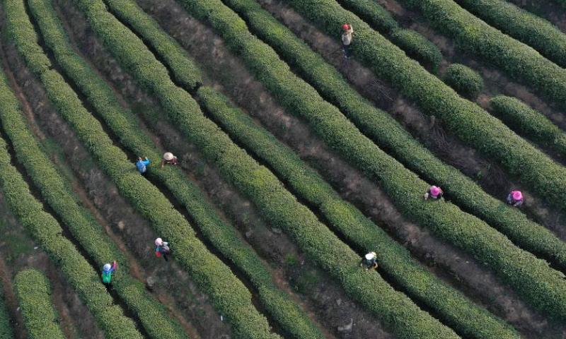 This aerial photo taken on April 4, 2023 shows growers picking tea leaves at a tea garden in Danzhai County, Qiandongnan Miao and Dong Autonomous Prefecture, southwest China's Guizhou Province. Around the time of Qingming Festival which falls on April 5 this year, farmers across the country are busy with farm work.(Xinhua/Huang Xiaohai)